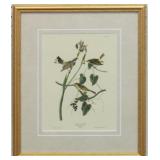 Yellow Rumped Warbler