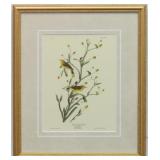 Yellow Red-Poll Warbler by John J Audubon