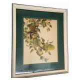 Framed Print 37 x 31