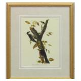 Three-toed woodpecker