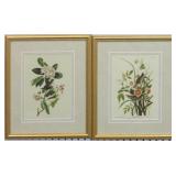 Set of 2 Antique Birds by John J Audubon