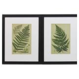 Set of 2 Ferns
