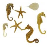 Assorted Fossilized Sea Creatures