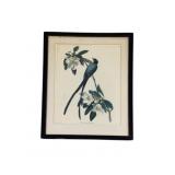 Framed Audubon Bird Print 25 x 19