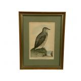 Kittlitz Murrelet Framed Print 16.5 x 12.5