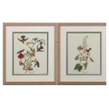 Colombian Hummingbird/ Mango Hummingbird by