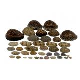 Assorted Cowrie Seashells