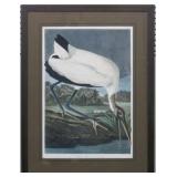 Wood Ibis by John J. Audubon