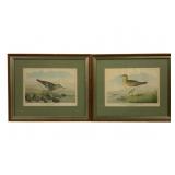 Pair Ridgway Framed Bird Prints 15.5 x 13