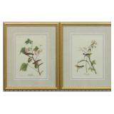 Set of 2 Antique Birds by John J Audubon