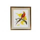 Pheasant Print by Roger Tory Peterson