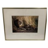Framed "Lions" Photo - Signed - 20.5 x 16.5
