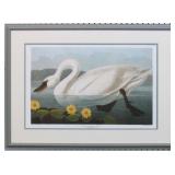 Common American Swan by John J Audubon