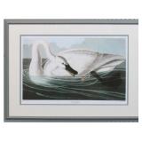 Trumpeter Swan by John J Audubon