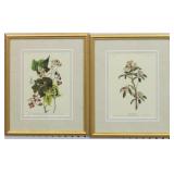 Set of 2 Antique Birds by John J Audubon