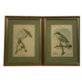 Pair Ridgway Framed Bird Prints 16 x 12.5