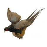 Vintage Mounted Taxidermy Pheasant - 24 x 24 x 20