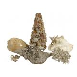 Assorted Seashells