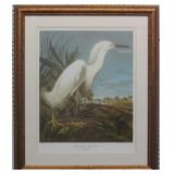 Snowy Heron by John J Audubon
