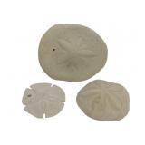 3 Sand Dollars