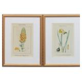 Set of 2 Botanicals