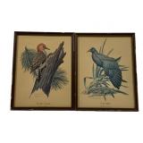 Pair Framed Guy Coheleach Bird Prints
