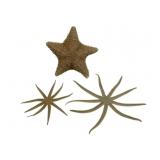 3 Dried Starfish