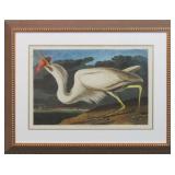 Great White Heron by John J. Audubon