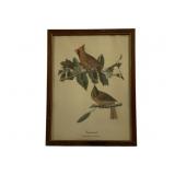 Framed Audubon Cardinal Print 13.25 x 10