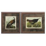 Wild Turkey/ Hen and Young by John J Audubon