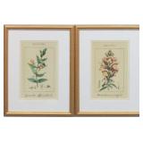 Set of 2 Botanicals
