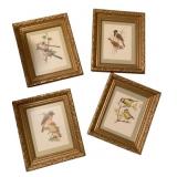 4 Antique Framed Bird Prints - 13 x 11