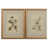 Set of 2 Antique Birds by John J Audubon