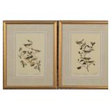 Set of 2 Antique Birds by John J Audubon