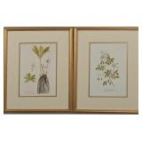 Set of 2 Botanicals by John J Audubon