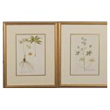 Set of 2 Botanicals by John J Audubon