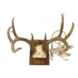 Mounted Deer Antlers w/ Dreamcatcher - 15 x 18