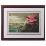 Roseatte Spoonbill by John J Audubon