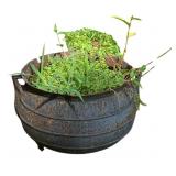 Cast Iron Pot Used as Planter - 10"x16" - as is