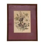 Framed Print - ARIS 16"x12.5"