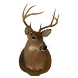 Deer Taxidermy Mount - 32 x 16.5 x 23