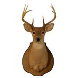 Deer Taxidermy Mount - 35 x 16 x 23