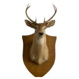Vintage Taxidermy Deer Head Mounted on Wood Plaque