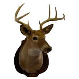Vintage Taxidermy Deer Head Mounted on Wood Plaque
