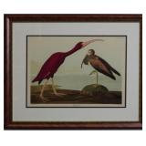 SCARLET IBIS BY JOHN J AUDUBON