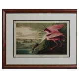ROSEATE SPOONBILL BY JOHN J AUDUBON
