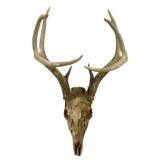 Deer Skull w/ Antlers - 20 x 12 x 11