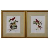 CARDINAL/ RED BIRD BY JOHN J AUDUBON