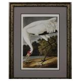 HOOPING CRANE BY JOHN J AUDUBON