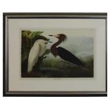PURPLE HERON BY JOHN J AUDUBON